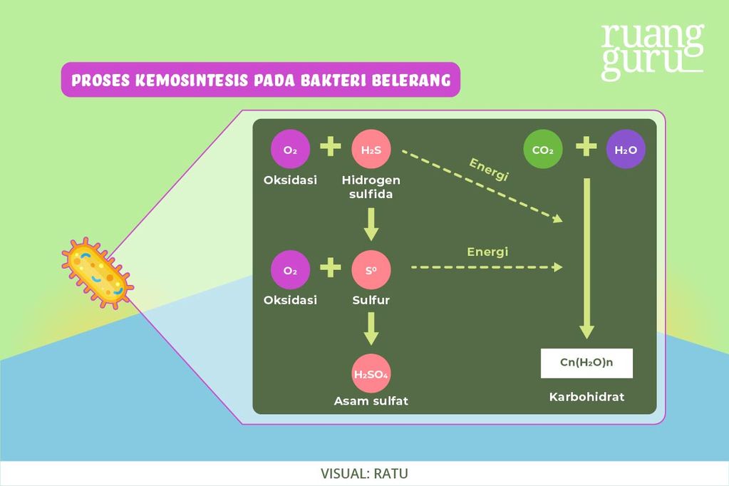 Ilustrasi Fotosintesis